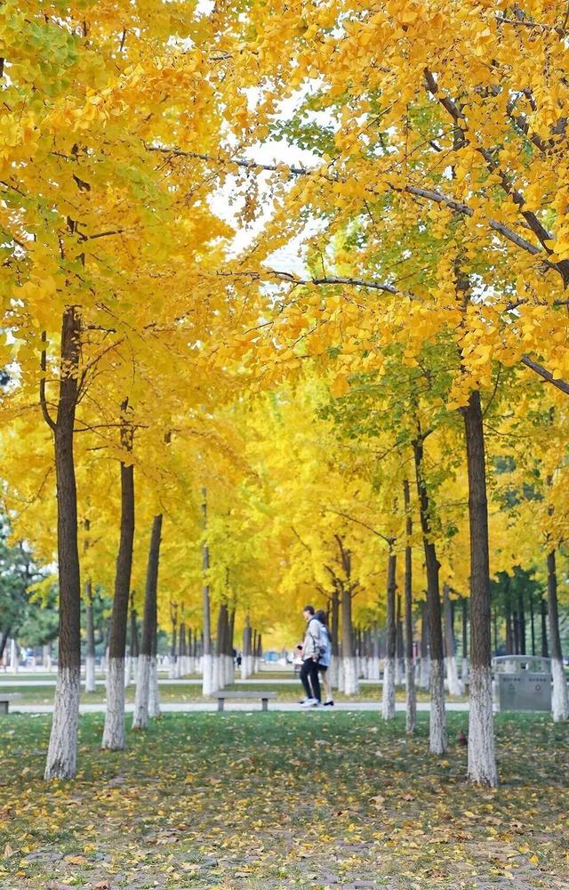 接下来临沂的秋天 | 这10处绝美打卡地别错过！先收藏慢慢逛~