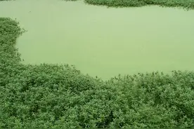 用了20年除草剂，就这配方最狠！是水花生的克星！图片