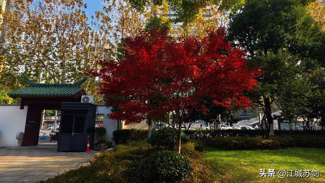 霜影下的城市绯霞