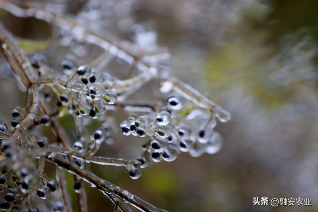 广西融安：南国冰凌成美景