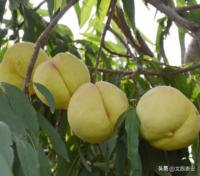 品爆汁肥桃！赏花路秋景！泰安 “小胖城” 一日游就该这么玩！