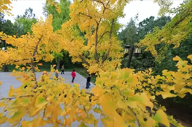 地坛网红树牌火了！“天塌了树撑着”刷屏，古园新生藏着城市温情