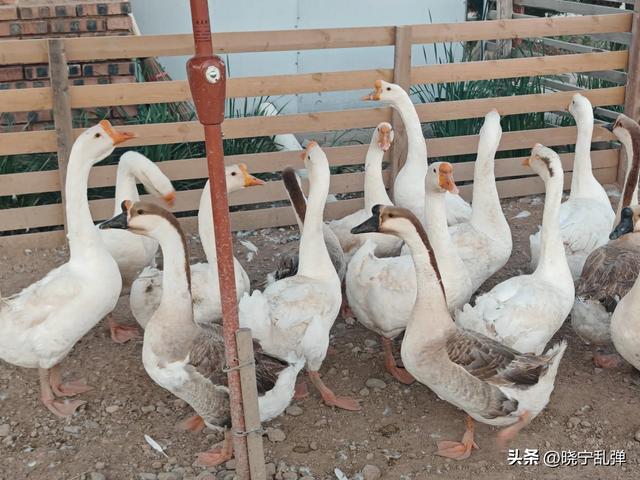 御河东路向南有个曼园 曼园里面好玩