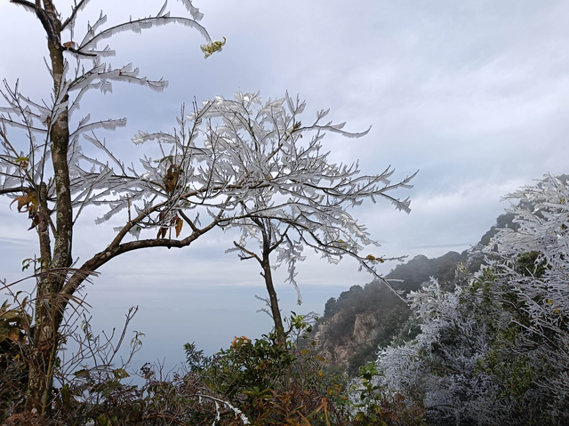 粤北山巅现雾凇奇景，乐昌马王殿冰晶映日如缀星子