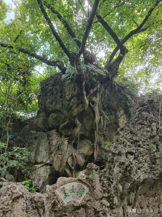 无为在歧路，贵州六日行（8）～黄果树