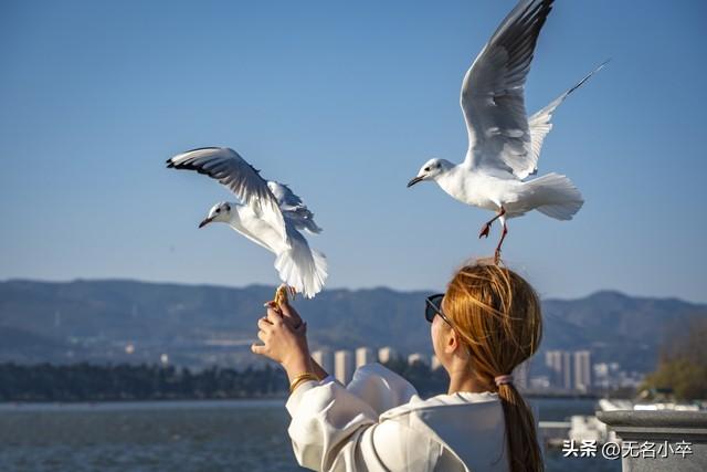 真的让人没想到，云南昆明这两个地方这么火爆还免费，游客这么多