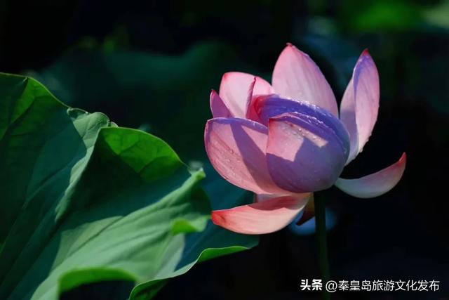 不负好时光！在秦皇岛做完这12件小事，这个夏天才算完美~