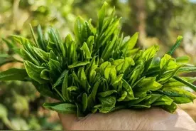酸枣芽是个宝，遇到多摘点，做成茶叶储存起来，用来泡水喝好处多图片