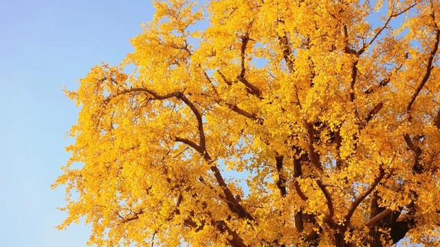 一叶知秋，一树成金，又到银杏醉美时