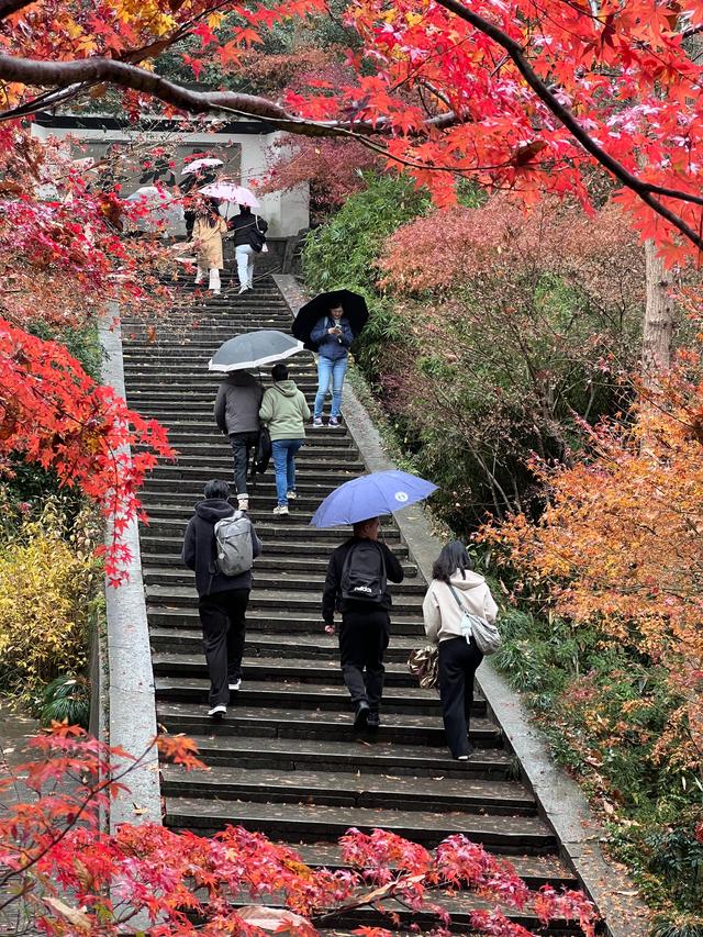 杭州红叶季：桂花之后百花杀，旖旎红叶胜百花。
