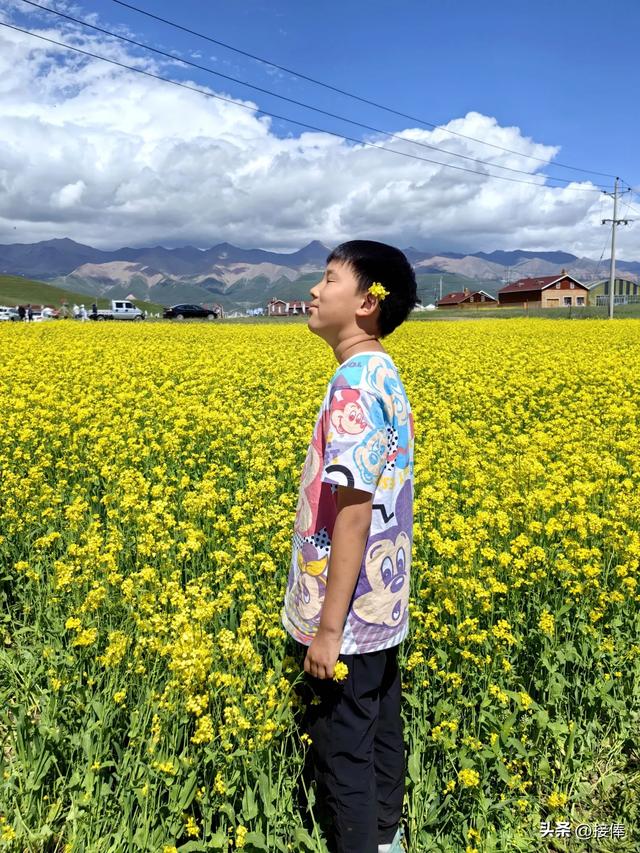 张传禄:门源油菜花印象记