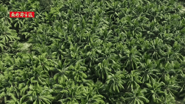 骑行的风，吹到了琼海这片“牛奶海”