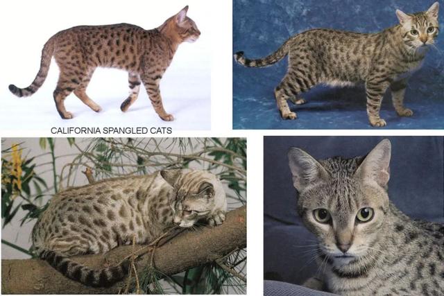 全世界100个宠物猫品种大赏！