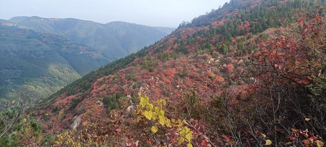 骊山红叶似火 车辆行人如织