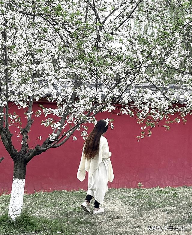 成都城区最大规模白樱花开了，满树繁华，超级壮观，还免费！
