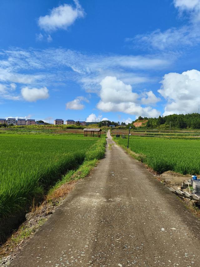 福建 · 福州 · 闽侯 · 大湖 · 稻花飘香(2025·7·28～8·1)