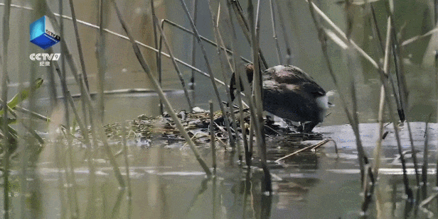 12号播出！央视新片推荐了深圳光明这里！