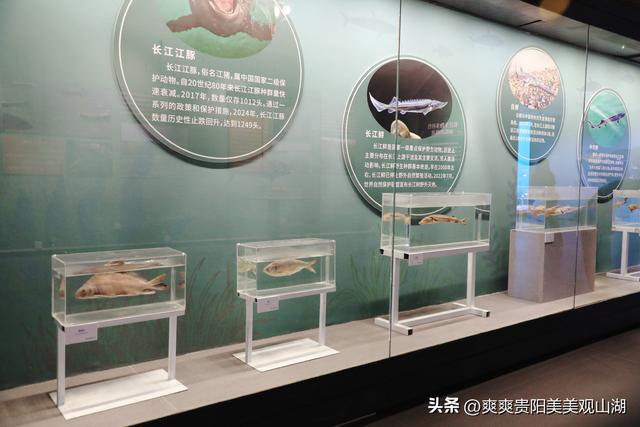 穿越亿年时空 探寻“水中精灵” 贵州省地质博物馆新展引关注