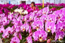 年宵花市场“顶流”蝴蝶兰“飞”入寻常百姓家图片