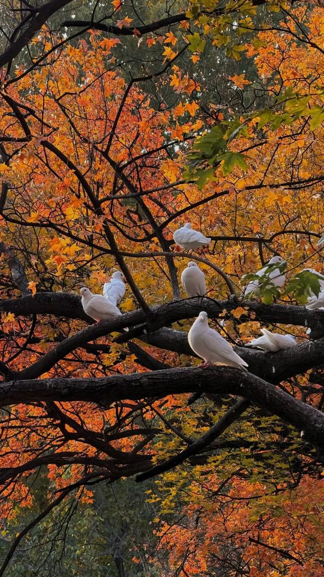 潍坊美景“告急”！这些地方错过等一年！