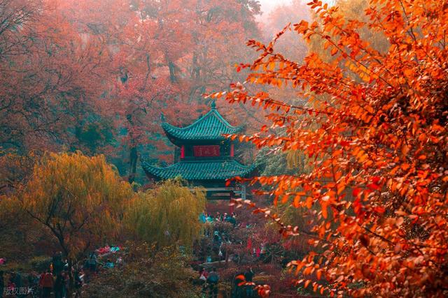 接下来，长沙的天花板级秋景在这里！一年中的颜值巅峰期，美哭！