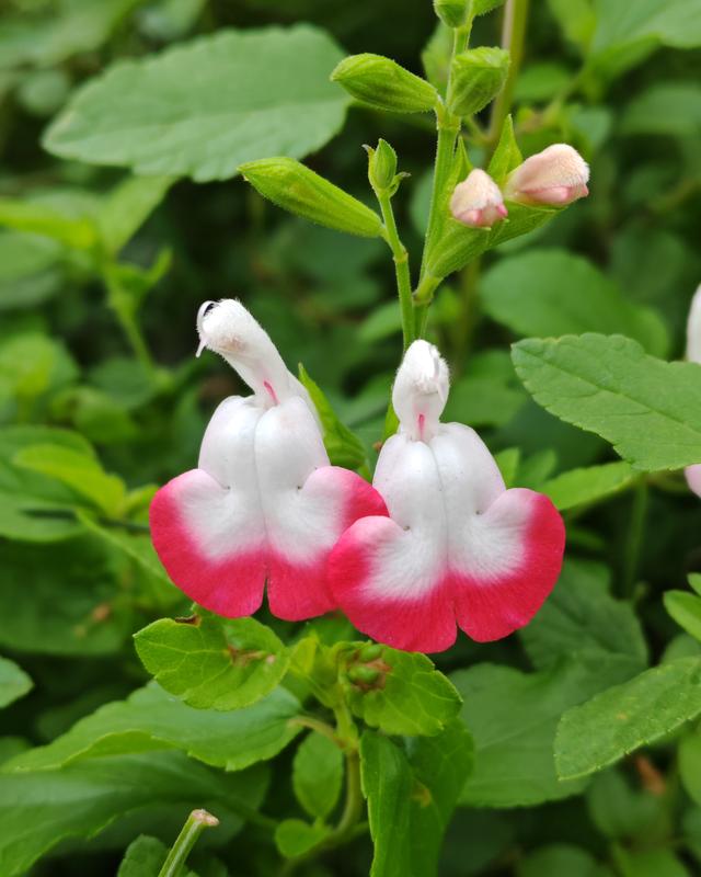 繁花似锦的秋天