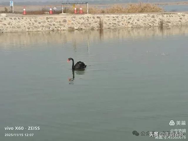 苇风载秋，鹤影映波——河北黄骅南大港湿地的初冬漫游｜ 申艳娟
