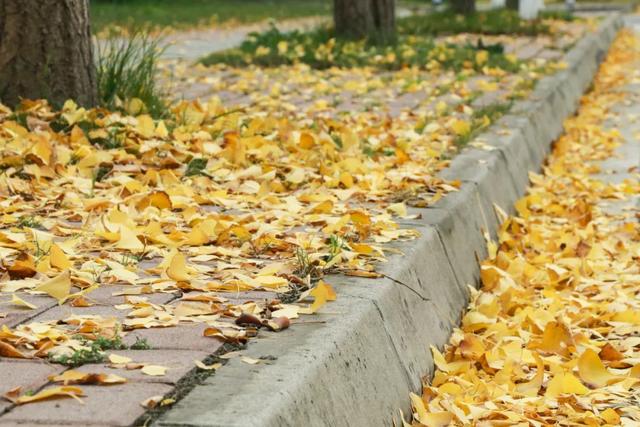 好看!好拍!郫都银杏打卡攻略→