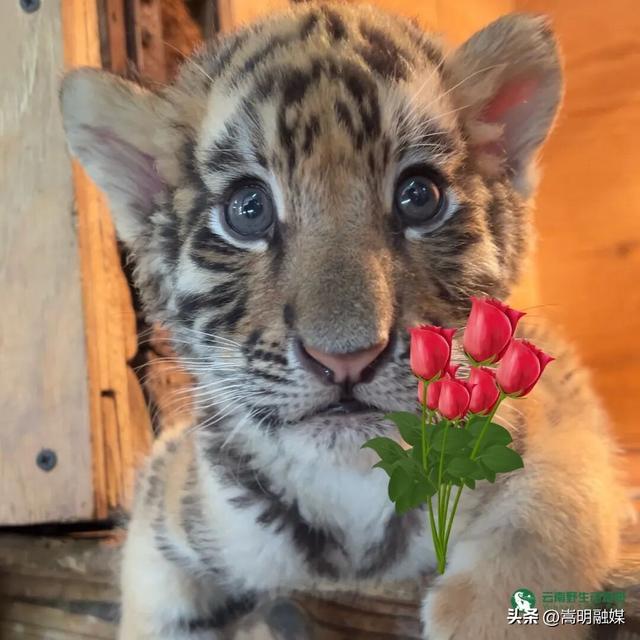 云南野生动物园发布紧急声明