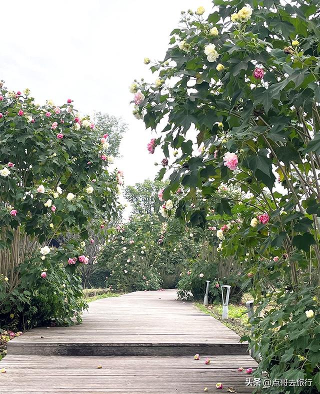 成都市区最美芙蓉花，王者风范，植物迷宫更是惊艳，不要门票！