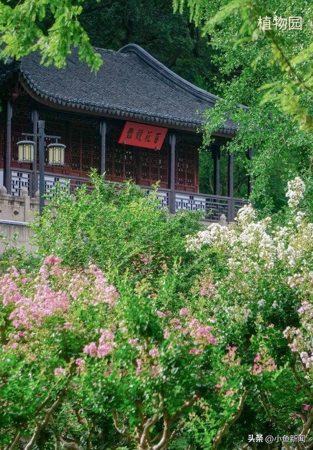 谁说夏天没花看？苏州园林偷偷美翻了！