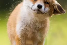 狗子为什么喜欢咬小孩图片