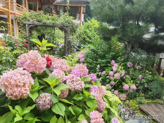 文县：白马藏乡花如海避暑秘境等你来