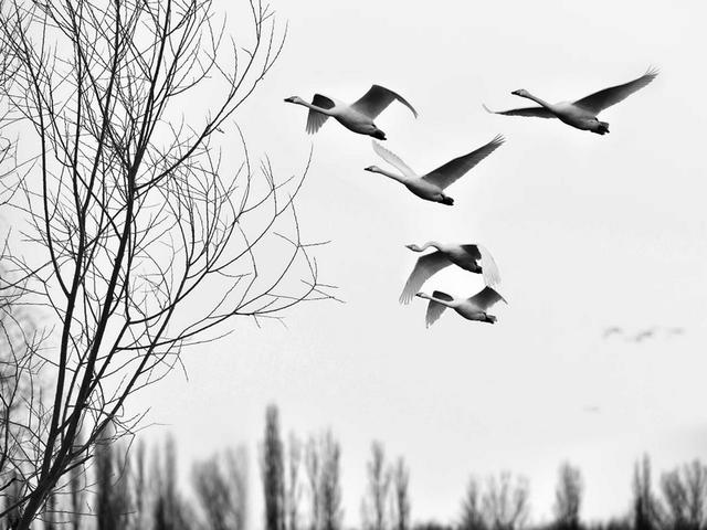 伊宁天鹅泉湿地公园：冬日里的生态诗画