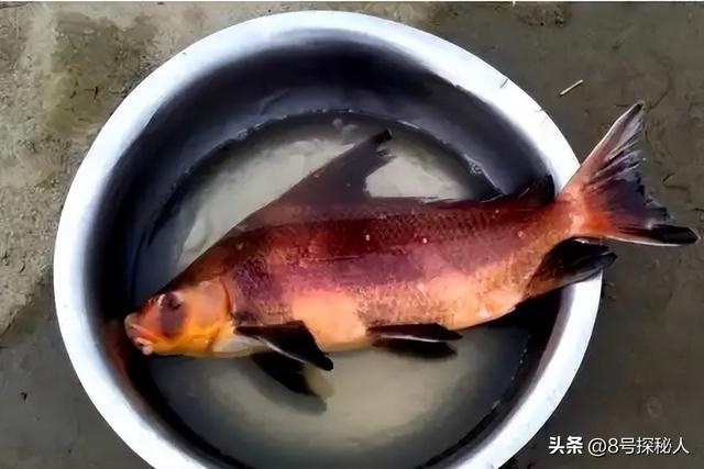 2006年长江惊现“美人鱼”，重庆渔民误捕一条	，专家：出水必死