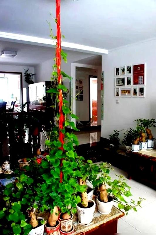 陕西一阿姨，把红薯养成“高不可攀的盆景”，太美太壮观了！