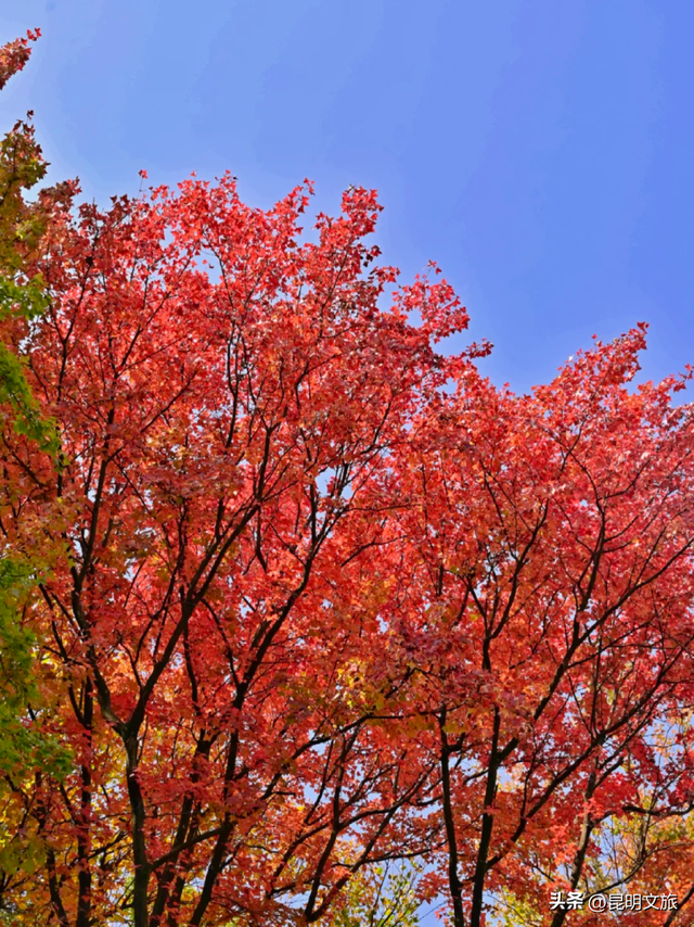 初冬出片C位！昆明这个地方必须榜上有名，周末抓紧冲~