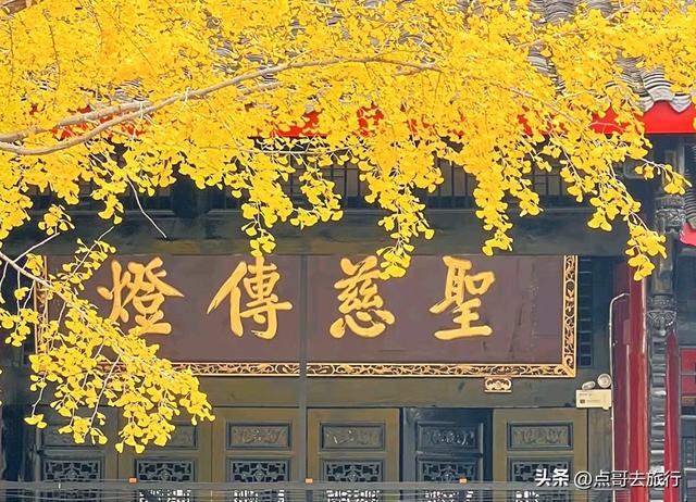 成都市区最美银杏都藏在这里，千年沉淀超级惊艳，公交车直达！