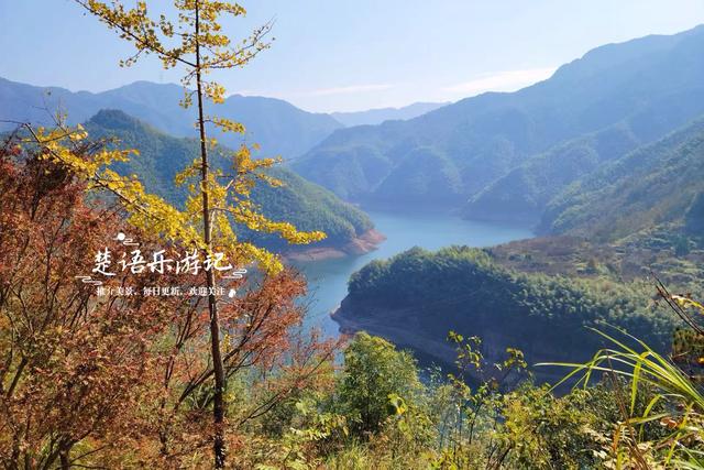 浙江宁波这片风景又火了，银杏林开始进入最佳观赏季，千万别错过