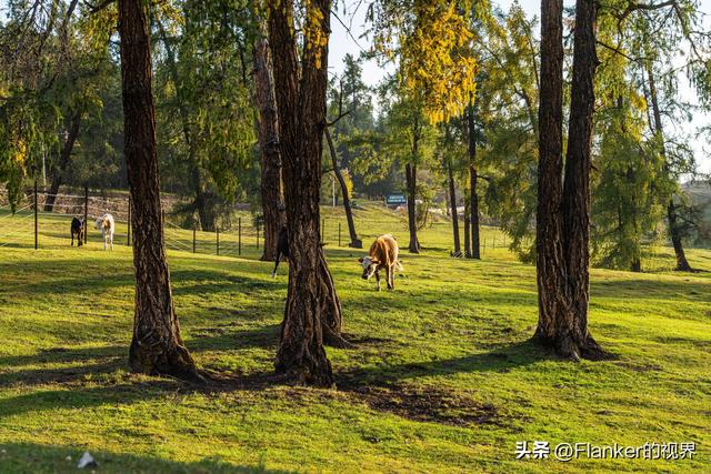 我的阿勒泰之旅(2)