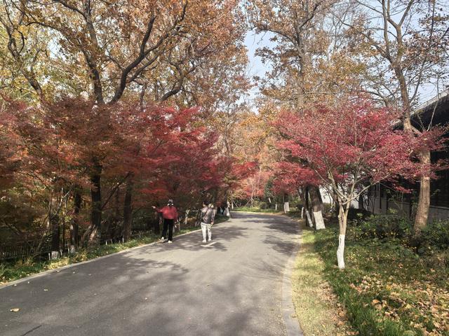 南京栖霞山一日徒步，游千年古刹，看漫山红叶