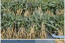 家乡的特色美食——凉拌甜苣菜图片