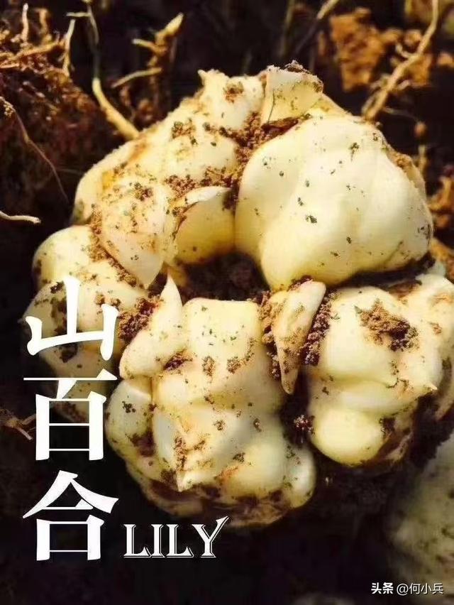 宜兴中旅年入千万 还开创包机出国游先河