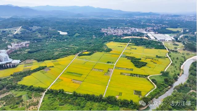 秋日必去！从化江埔5大稻田打卡攻略，邂逅金色浪漫