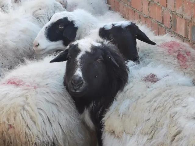 李秀建 | 四子王旗纪行