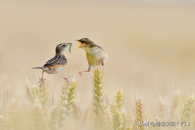 两性关系，惊人发现，60岁与异性靠近	，根本不是桃花运，而是这