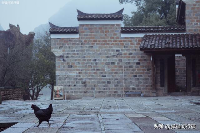 江西有座神奇的“无蚊村”，依山傍水无蚊子，樟树艾草筑天然屏障