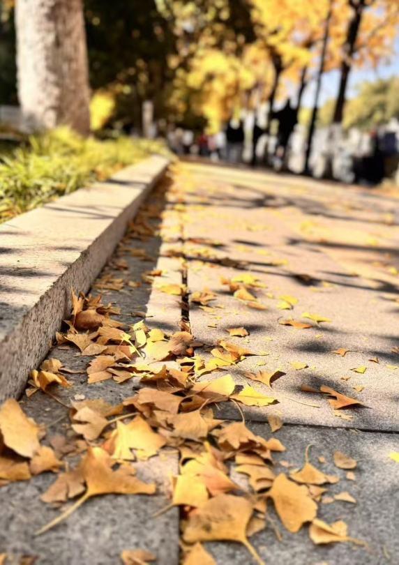 从“不扫”变“缓扫”，苏州用十五年守护秋日温暖！