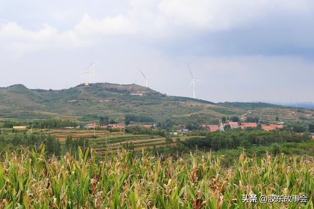 古槐复壮：重游莱西市山里吴家村之所见所感