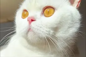 玄学捡猫技巧：遇到这几种流浪猫，直接捡回家，很可能旺你！图片